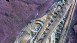 Privátní nález odhaluje létajícího dinosaura s nezvyklými "masitými" zuby