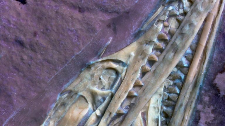 Privátní nález odhaluje létajícího dinosaura s nezvyklými "masitými" zuby