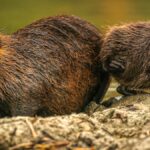 Proč se nutrie v Německu stávají stále větším problémem