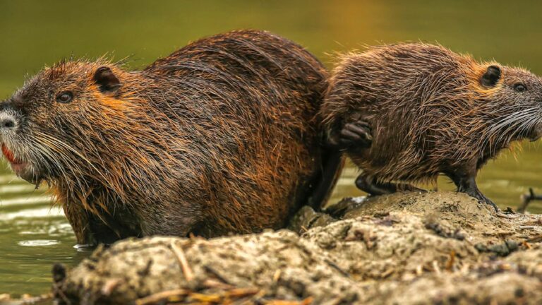 Proč se nutrie v Německu stávají stále větším problémem