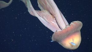 Vědci zachytili vzácnou medúzu velkou jako školní autobus