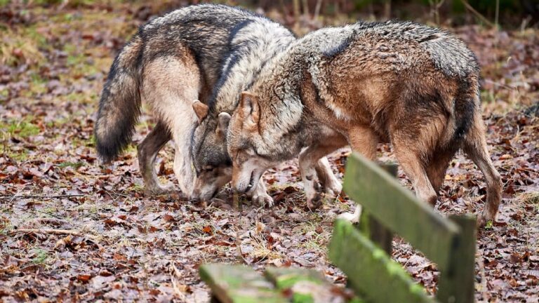 Vliv faktoru na chování vlků v blízkosti lidí