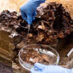 Archeologové zkoumají dřevěný kolík ve 10 500 let staré lebce aurocha