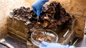 Archeologové zkoumají dřevěný kolík ve 10 500 let staré lebce aurocha