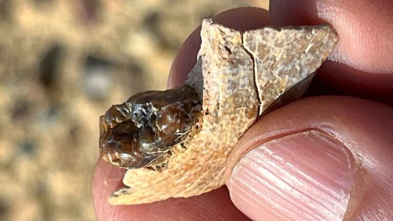 Co nám 18 milionů let starý zub říká o předcích člověka