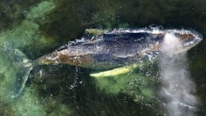 Co se stane velrybě v Baltském moři po její smrti?