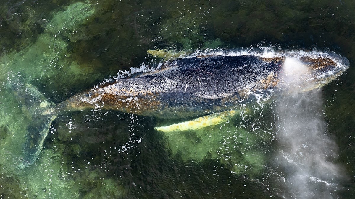 Co se stane velrybě v Baltském moři po její smrti?