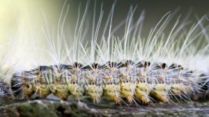 Jak se Německo připravuje na procesionáře dubového listí