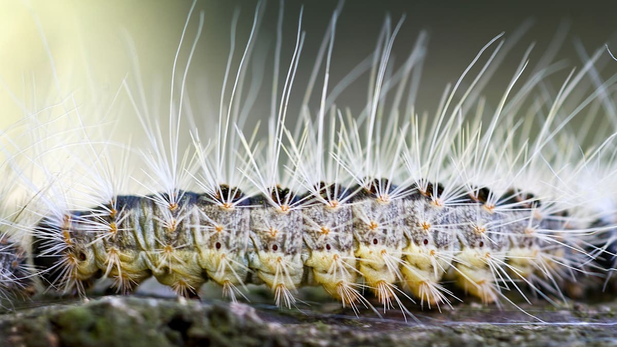 Jak se Německo připravuje na procesionáře dubového listí