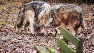 Jak se vlci přizpůsobují lidským prostředím