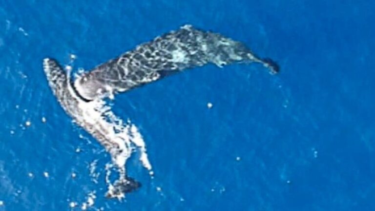 Potápěči poprvé natočili spermie, které cíleně narážejí do svých příbuzných