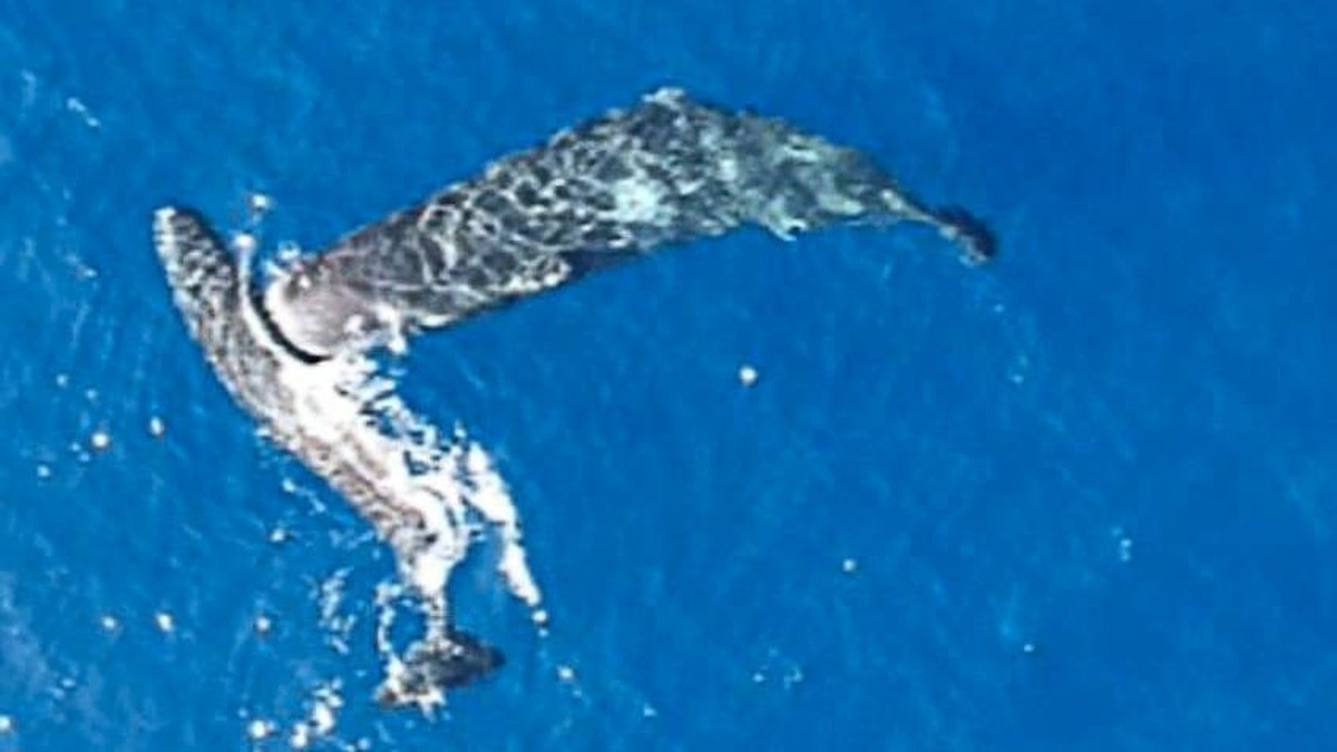 Potápěči poprvé natočili spermie, které cíleně narážejí do svých příbuzných