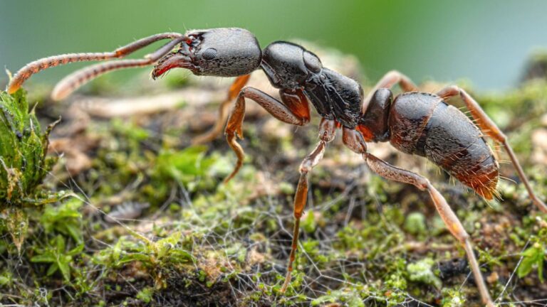 Případ nebezpečné asijské mravence poprvé v Německu