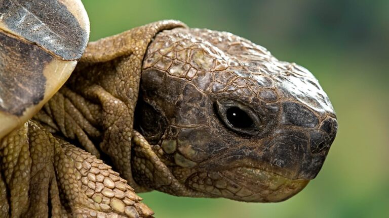 Úloha mužských želv v ohrožení samic v Severní Makedonii