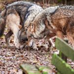 Úloha vlků v lidském prostředí: Jak se přizpůsobují blízkosti lidí