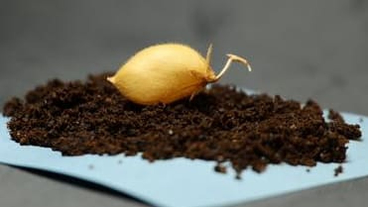 Vědci poprvé pěstují cizrnu v lunární půdě