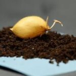 Vědci poprvé pěstují cizrna v lunárním prachu