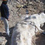 Činitel nalezen v Patagonii: Nový druh dinosaurů objeven na farmě argentinského pastýře