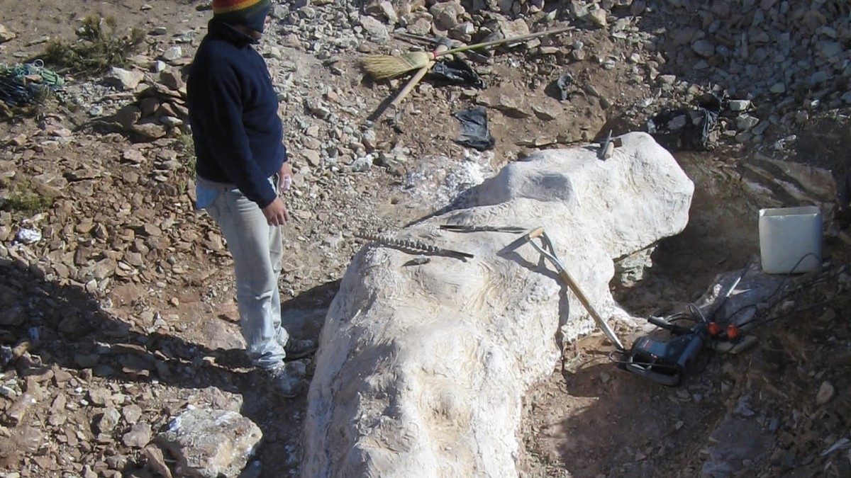 Činitel nalezen v Patagonii: Nový druh dinosaurů objeven na farmě argentinského pastýře