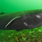 Grónlandský žralok: Nejstarší známý obratlovec čelící ohrožení