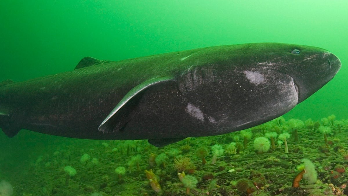 Grónlandský žralok: Nejstarší známý obratlovec čelící ohrožení