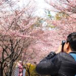 Japonský vědec zachraňuje 1200 let starý výzkum o kvetení třešní