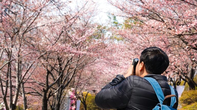 Japonský vědec zachraňuje 1200 let starý výzkum o kvetení třešní