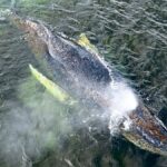 Proč nelze velrybu osvobodit od jejího utrpení