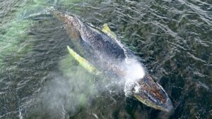 Proč nelze velrybu osvobodit od jejího utrpení