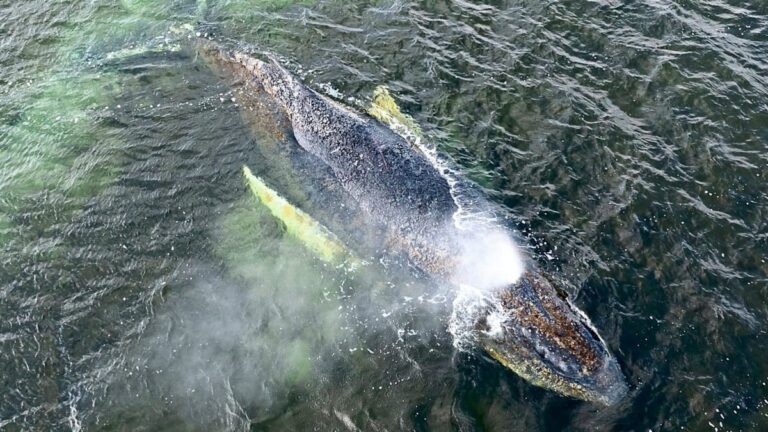 Proč nelze velrybu osvobodit od jejího utrpení