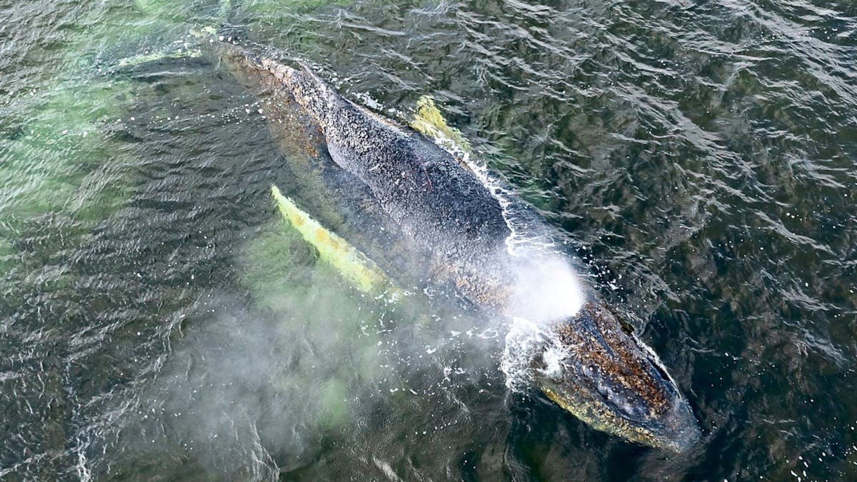 Proč nelze velrybu osvobodit od jejího utrpení
