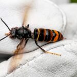 Rychlá expanze asijské vosy v Porýní-Falci